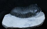 Extremely Inflated Wenndorfia Trilobite - #3909-5